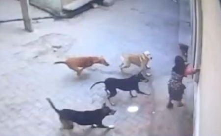 Dog Attacks Child Amroha