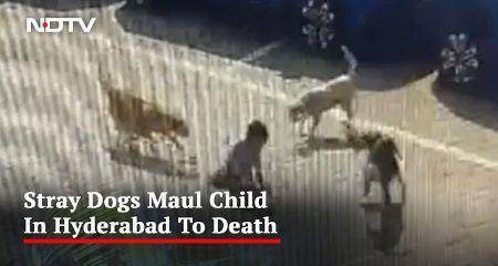 Dogs Maul Kid