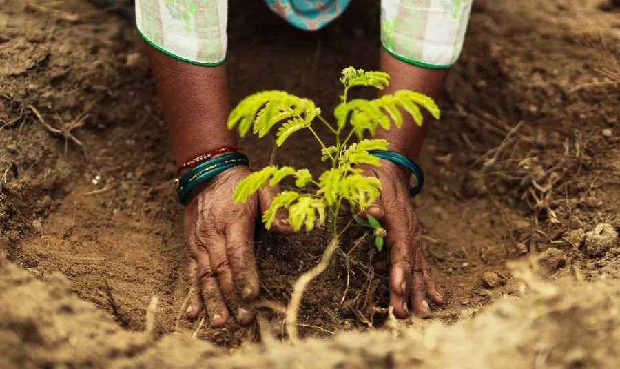 Tree Plantation